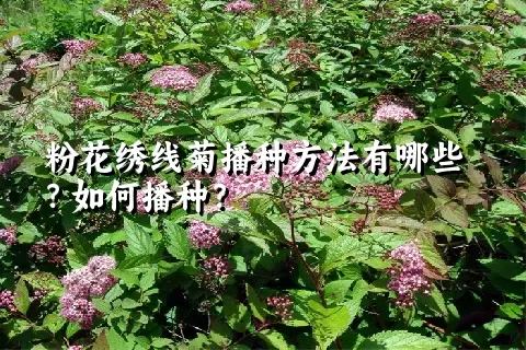 粉花绣线菊播种方法有哪些？如何播种？