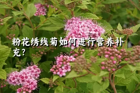 粉花绣线菊如何进行营养补充？