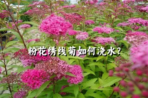 粉花绣线菊如何浇水？