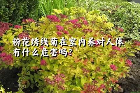 粉花绣线菊在室内养对人体有什么危害吗？