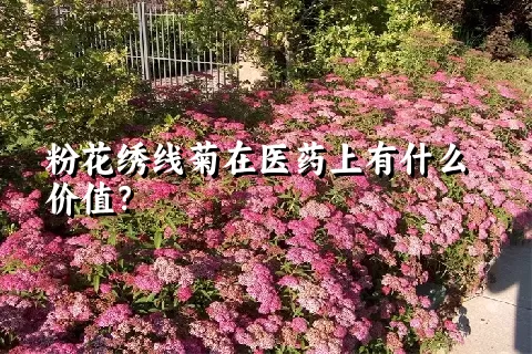 粉花绣线菊在医药上有什么价值？