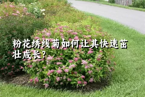 粉花绣线菊如何让其快速茁壮成长？