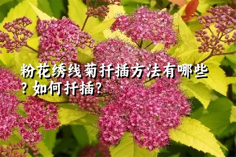 粉花绣线菊扦插方法有哪些？如何扦插？