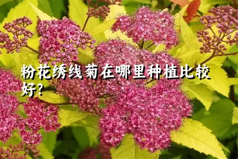 粉花绣线菊在哪里种植比较好？