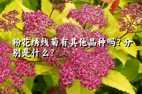 粉花绣线菊有其他品种吗？分别是什么？