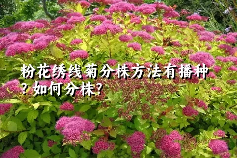 粉花绣线菊分株方法有播种？如何分株？