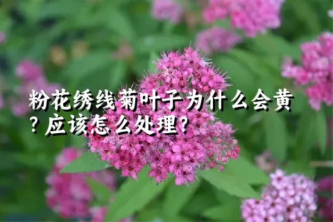 粉花绣线菊叶子为什么会黄？应该怎么处理？