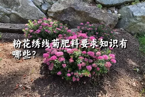 粉花绣线菊肥料要求知识有哪些？