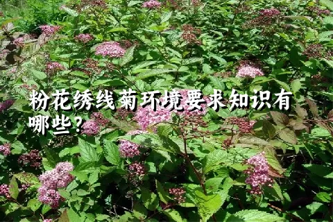 粉花绣线菊环境要求知识有哪些？