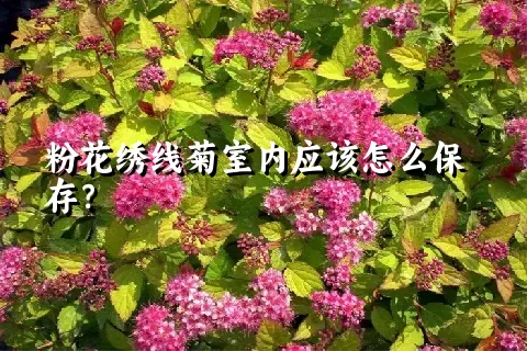 粉花绣线菊室内应该怎么保存？