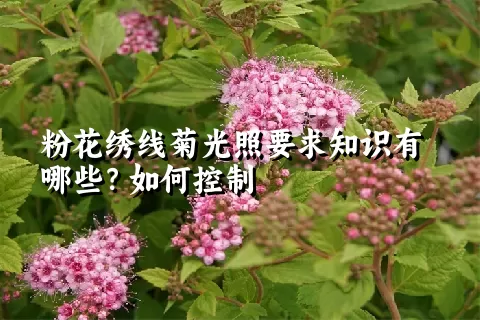 粉花绣线菊光照要求知识有哪些？如何控制