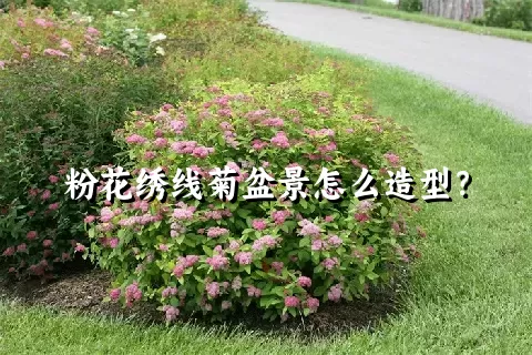 粉花绣线菊盆景怎么造型？