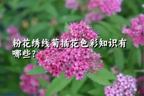 粉花绣线菊插花色彩知识有哪些？