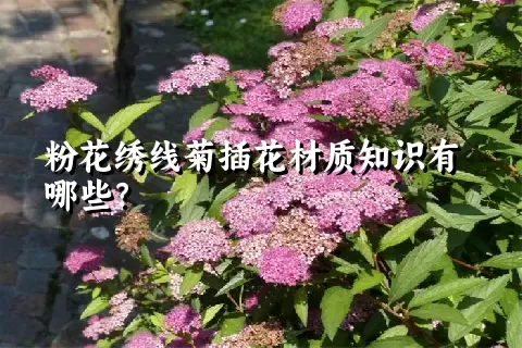 粉花绣线菊插花材质知识有哪些？