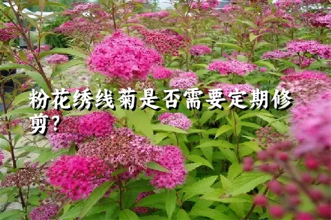 粉花绣线菊是否需要定期修剪？