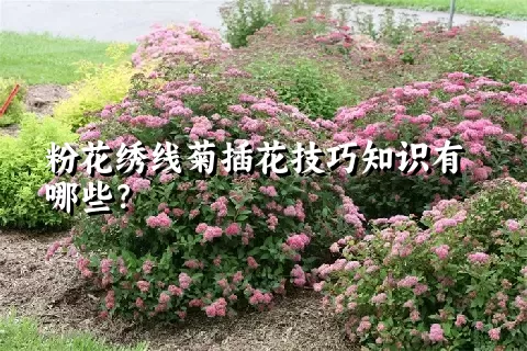 粉花绣线菊插花技巧知识有哪些？