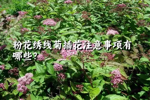 粉花绣线菊插花注意事项有哪些？