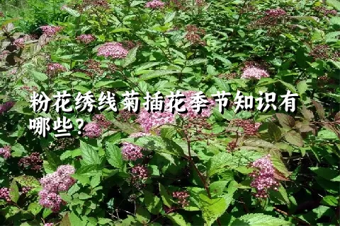 粉花绣线菊插花季节知识有哪些？