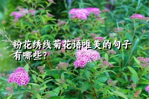 粉花绣线菊花语唯美的句子有哪些？