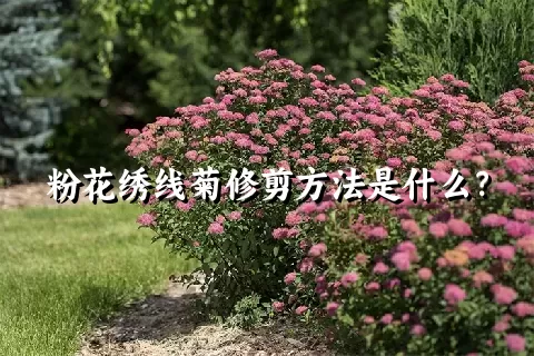 粉花绣线菊修剪方法是什么？