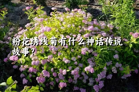 粉花绣线菊有什么神话传说故事？