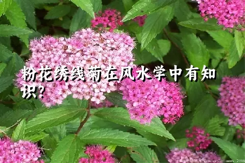 粉花绣线菊在风水学中有知识？