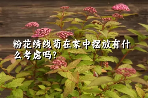 粉花绣线菊在家中摆放有什么考虑吗？