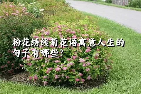 粉花绣线菊花语寓意人生的句子有哪些？