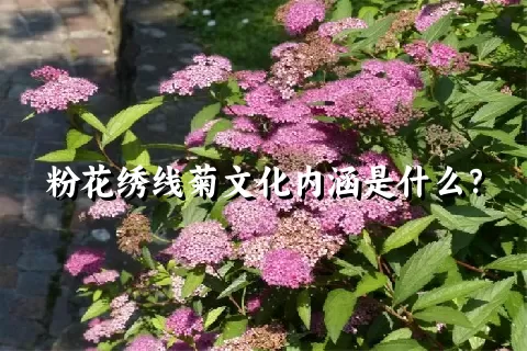 粉花绣线菊文化内涵是什么？