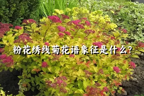 粉花绣线菊花语象征是什么？