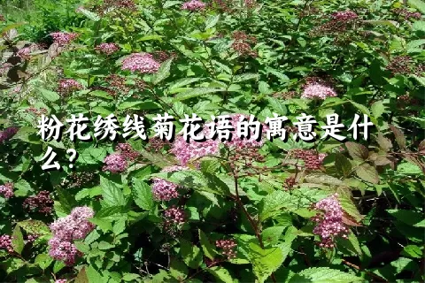 粉花绣线菊花语的寓意是什么？