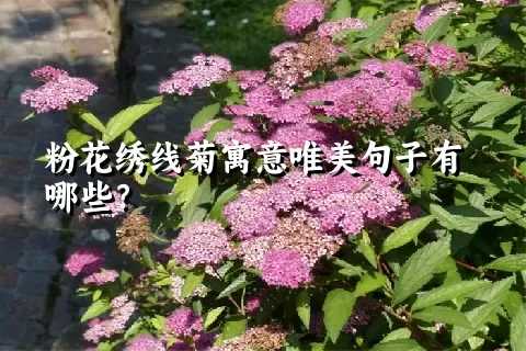 粉花绣线菊寓意唯美句子有哪些？