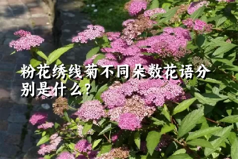 粉花绣线菊不同朵数花语分别是什么？