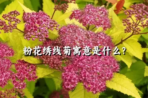 粉花绣线菊寓意是什么？