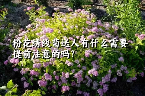 粉花绣线菊送人有什么需要提前注意的吗？