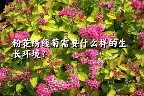 粉花绣线菊需要什么样的生长环境？