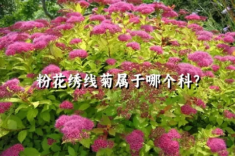 粉花绣线菊属于哪个科？