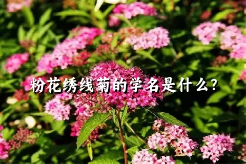 粉花绣线菊的学名是什么？