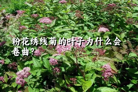 粉花绣线菊的叶子为什么会卷曲？