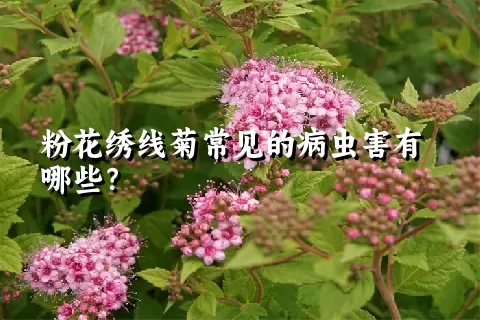 粉花绣线菊常见的病虫害有哪些？