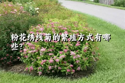 粉花绣线菊的繁殖方式有哪些？