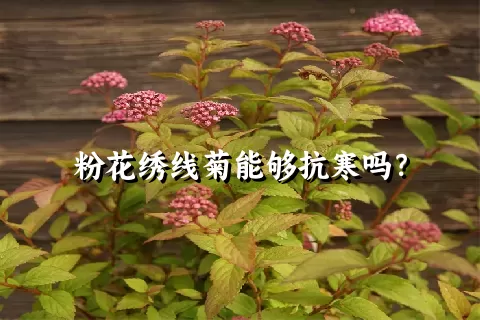 粉花绣线菊能够抗寒吗？