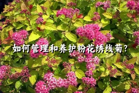 如何管理和养护粉花绣线菊？