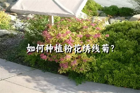 如何种植粉花绣线菊？