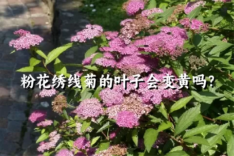 粉花绣线菊的叶子会变黄吗？