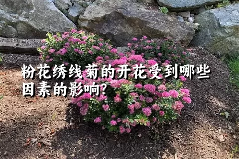 粉花绣线菊的开花受到哪些因素的影响？