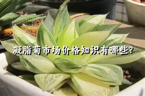 凝脂菊市场价格知识有哪些？