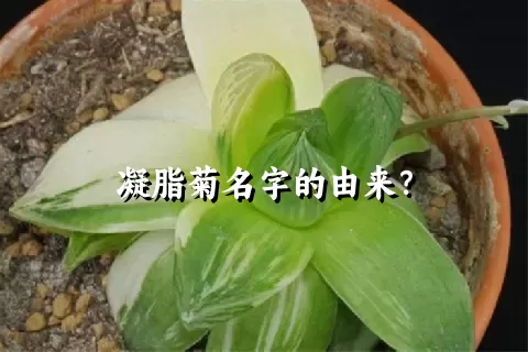 凝脂菊名字的由来？