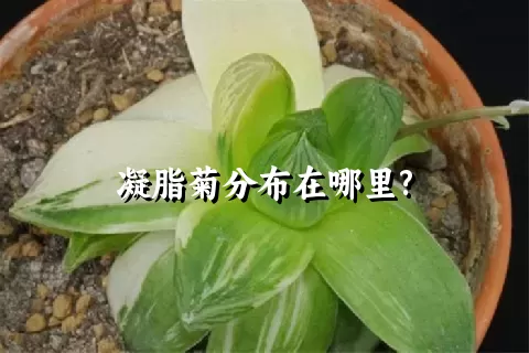 凝脂菊分布在哪里?