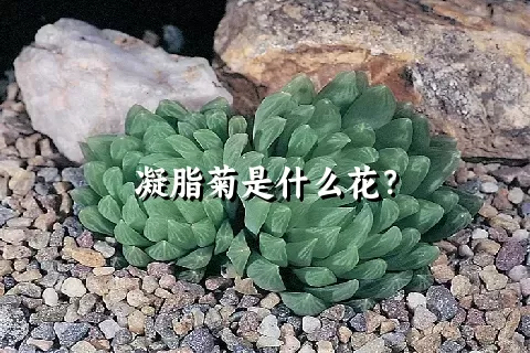 凝脂菊是什么花？